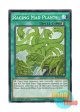 英語版 BP03-EN165 Raging Mad Plants 狂植物の氾濫 (ノーマル) 1st Edition