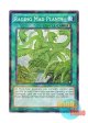 英語版 BP03-EN165 Raging Mad Plants 狂植物の氾濫 (シャターホイルレア) 1st Edition
