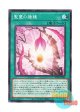 日本語版 BODE-JP065 Sunvine Sowing 聖蔓の播種 (ノーマル)