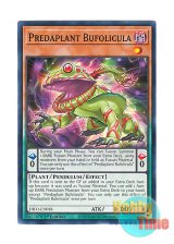 画像: 英語版 DIFO-EN018 Predaplant Bufolicula 捕食植物ブフォリキュラ (ノーマル) 1st Edition