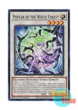 画像: 英語版 ALIN-EN041 Poplar of the White Forest 白き森の幻妖 (スーパーレア) 1st Edition