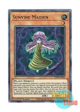 画像: 英語版 GFTP-EN015 Sunvine Maiden 聖蔓の乙女 (ウルトラレア) 1st Edition