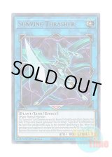 画像: 英語版 GFTP-EN024 Sunvine Thrasher 聖蔓の剣士 (ウルトラレア) 1st Edition