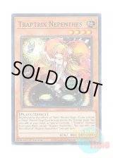 画像: 英語版 SDBT-EN005 Traptrix Nepenthes カズーラの蟲惑魔 (ノーマル) 1st Edition