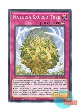 画像: 英語版 SDBT-EN037 Naturia Sacred Tree ナチュルの神星樹 (ノーマル) 1st Edition