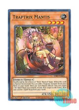 画像: 英語版 SDBT-EN045 Traptrix Mantis ランカの蟲惑魔 (ノーマル) 1st Edition