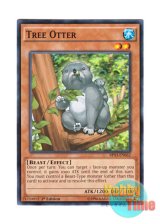 画像: 英語版 BP03-EN062 Tree Otter ラッコアラ (ノーマル) 1st Edition