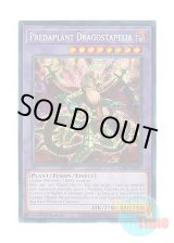 画像: 英語版 RA01-EN027 Predaplant Dragostapelia 捕食植物ドラゴスタペリア (シークレットレア) 1st Edition