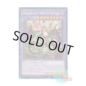 画像: 英語版 RA01-EN027 Predaplant Dragostapelia 捕食植物ドラゴスタペリア (シークレットレア) 1st Edition