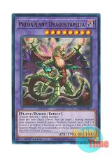 画像: 英語版 RA01-EN027 Predaplant Dragostapelia 捕食植物ドラゴスタペリア (ウルトラレア) 1st Edition