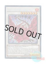 画像: 英語版 RA04-EN057 Black Rose Dragon ブラック・ローズ・ドラゴン (プリズマティックコレクターズレア) 1st Edition