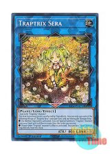 画像: 英語版 RA04-EN075 Traptrix Sera セラの蟲惑魔 (シークレットレア) 1st Edition