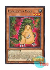 画像: 英語版 MZMU-EN021 Eucalyptus Mole ユーカリ・モール (レア) 1st Edition