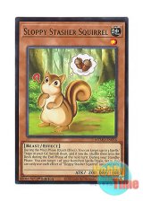 画像: 英語版 MZMU-EN036 Sloppy Stasher Squirrel きのみ隠しのうっかりす (レア) 1st Edition