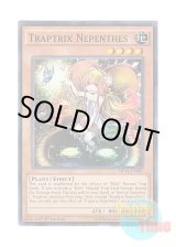 画像: 英語版 MP14-EN087 Traptrix Nepenthes カズーラの蟲惑魔 (ノーマル) 1st Edition