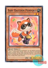 画像: 英語版 MP14-EN136 Baby Raccoon Ponpoko 子狸ぽんぽこ (ノーマル) 1st Edition