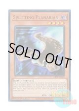 画像: 英語版 MP25-EN263 Splitting Planarian 分裂するプラナリア (ウルトラレア) 1st Edition