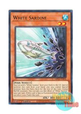 画像: 英語版 MP25-EN305 White Sardine 白鰯 (ノーマル) 1st Edition