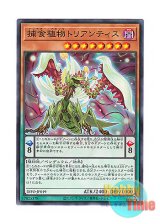 画像: 日本語版 DIFO-JP019 Predaplant Triantis 捕食植物トリアンティス (ノーマル)